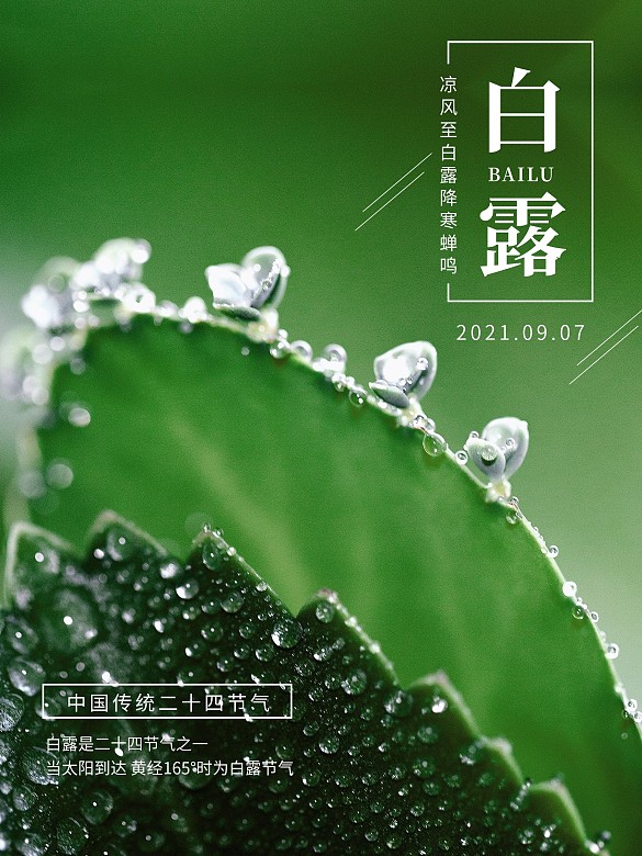 綠色簡(jiǎn)約白露節(jié)氣攝影圖海報(bào)