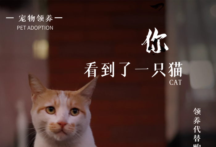 愛心寵物寵物貓流浪可憐動(dòng)物公益海報(bào)
