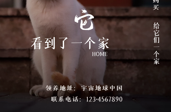 愛心寵物寵物貓流浪可憐動(dòng)物公益海報(bào)
