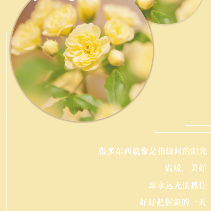 黃木香花小清新早安海報(bào)