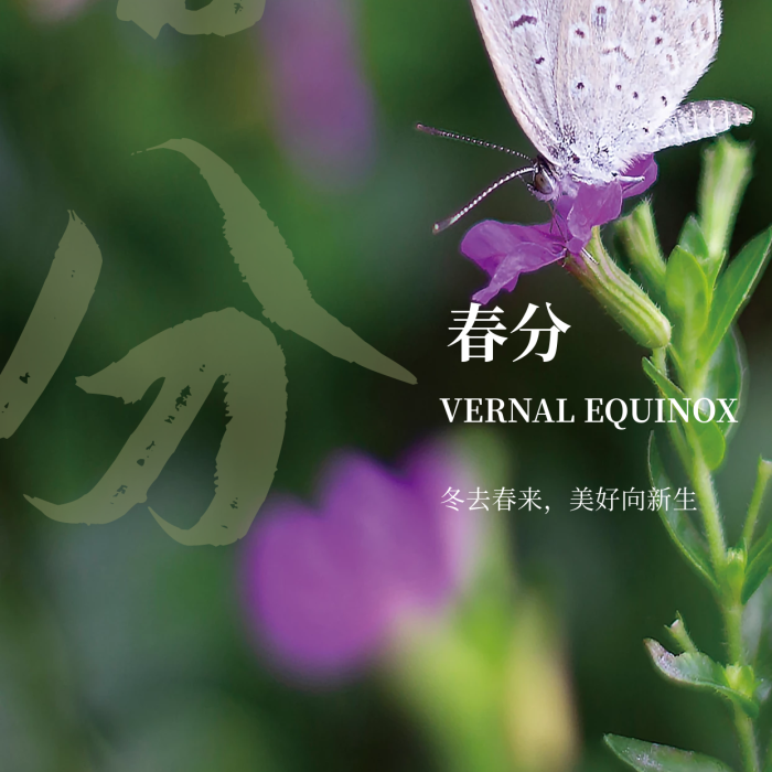 二十四節(jié)氣春分白蝴蝶節(jié)氣簡約海報
