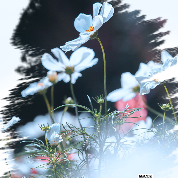 简约早安早安你好12月日签