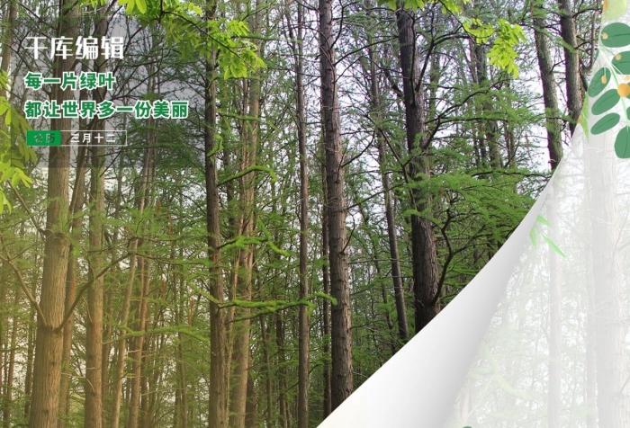 植树活动简约海报植树节312
