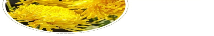 品質(zhì)花茶綠色清新風(fēng)電商詳情頁(yè)
