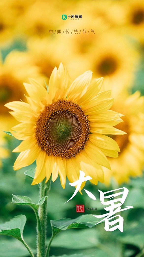 大暑向日葵黃綠攝影圖海報