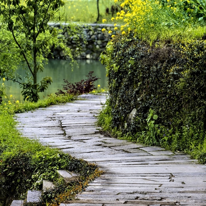 屏幕按鈕油菜花道路和樹木攝影圖
