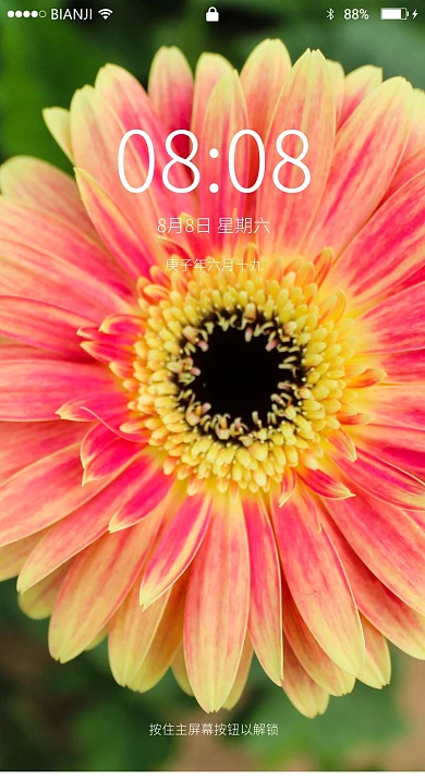 粉黄色非洲菊一朵