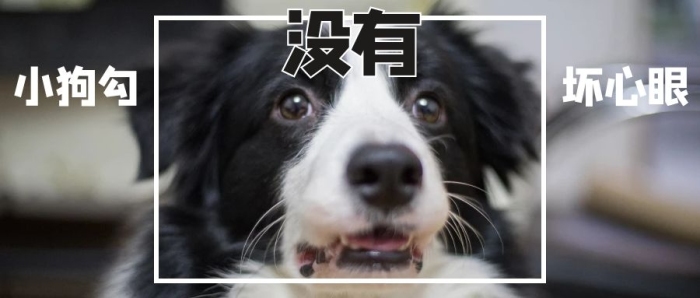 勾能寵物壞心眼狗狗黑色搞笑公眾號(hào)首圖
