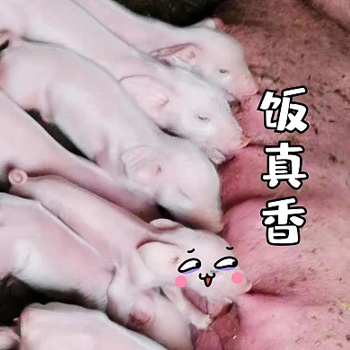 飯真香豬粉色攝影圖豬攝影圖-表情包