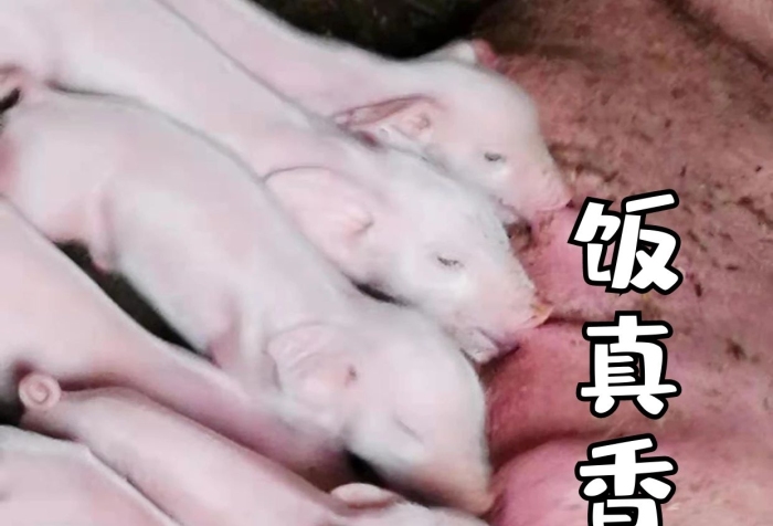 包飯真香豬粉色攝影圖豬圖-表情包
