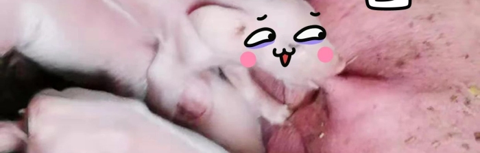 包飯真香豬粉色攝影圖豬圖-表情包
