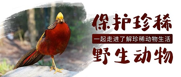 保護(hù)珍稀野生動(dòng)物小鳥棕色水墨公眾號首圖