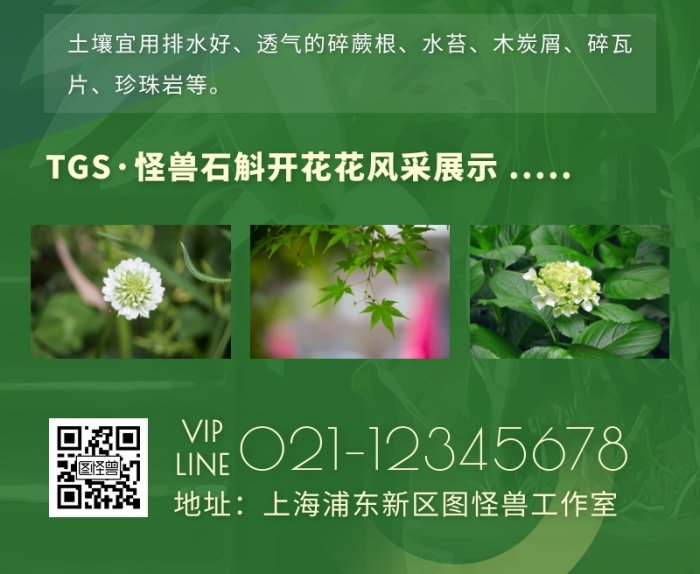 大氣清新綠色質感石斛花介紹營銷長圖