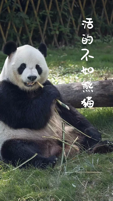 粉色卡通生活自嘲手机壁纸