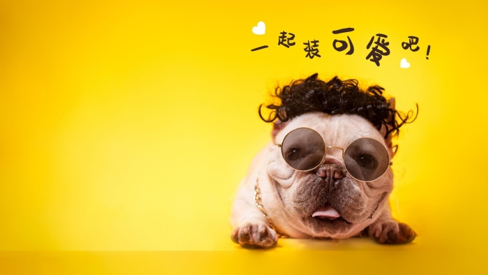 可愛(ài)治愈小狗攝影電腦桌面壁紙