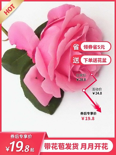 粉色月季花價格曲線促銷活動主圖直通車