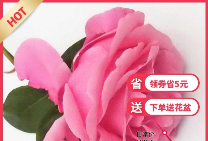 粉色月季花價格曲線促銷活動主圖直通車