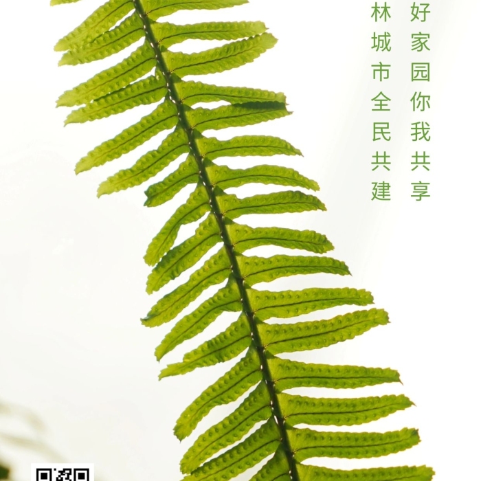 簡約風森林城市宣傳標語攝影圖海報