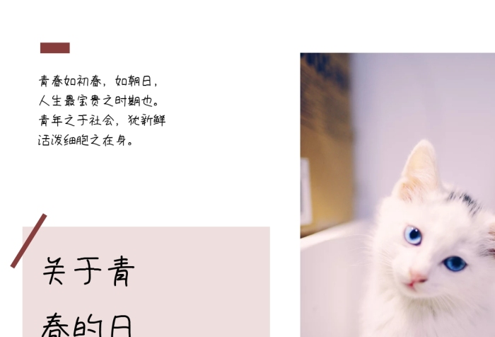 日系青春暖陽小貓咪文藝公眾號(hào)配圖