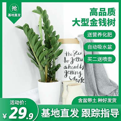 室內(nèi)盆栽植物綠色金錢(qián)樹(shù)主圖直通車(chē)