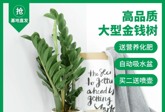 室內(nèi)盆栽植物綠色金錢(qián)樹(shù)主圖直通車(chē)