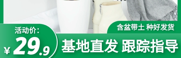 室內(nèi)盆栽植物綠色金錢(qián)樹(shù)主圖直通車(chē)