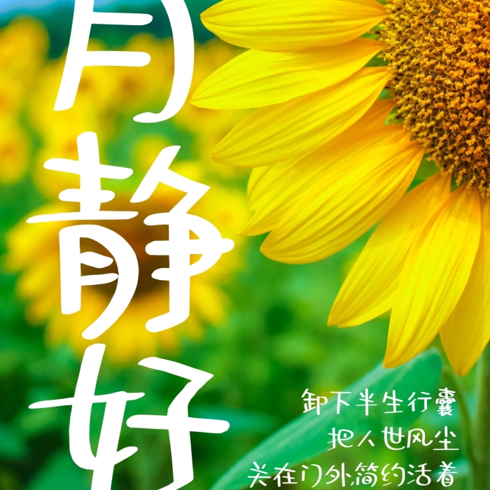 歲月靜好溫暖問候勵志套圖文字攝影圖海報