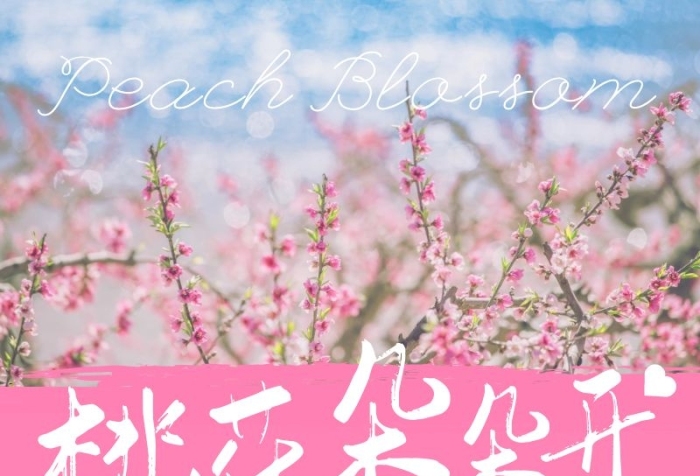 簡(jiǎn)約攝影粉色桃花介紹產(chǎn)品功效營(yíng)銷(xiāo)長(zhǎng)圖