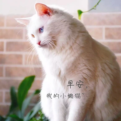 早安我的小懒猫清新甜蜜公众号配图