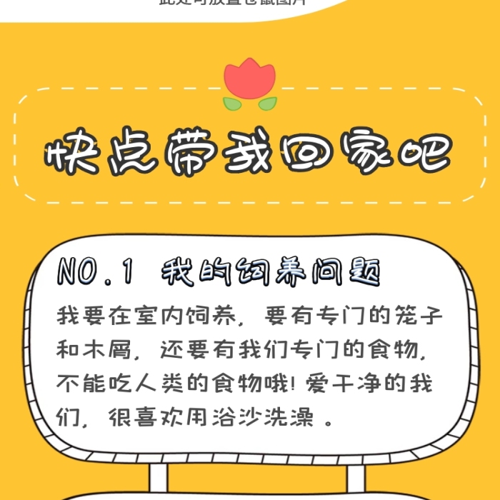 倉鼠淘寶詳情圖黃色