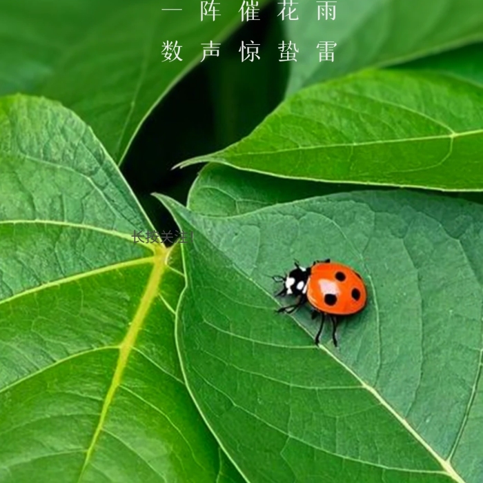 簡約驚蟄祝福全屏海報.