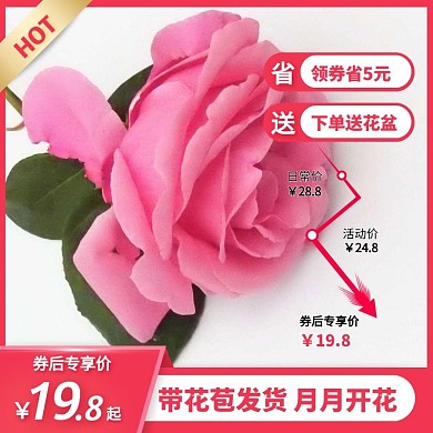 粉色月季花價格曲線促銷活動主圖直通車