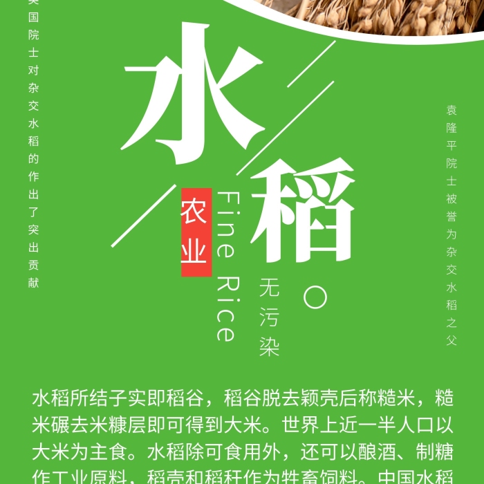 農(nóng)業(yè)公司水稻綠色X展架