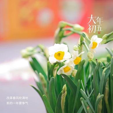 清新水仙花大年初五问候