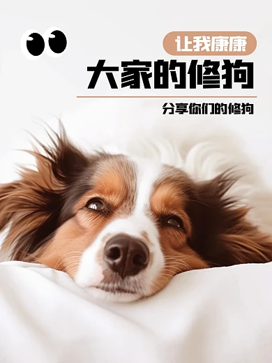 动物宠物照片分享效果模板