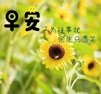 早安清晨向阳花微笑朋友圈封面