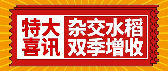 增收新記錄雜交水稻藍(lán)色簡(jiǎn)約公眾號(hào)首圖
