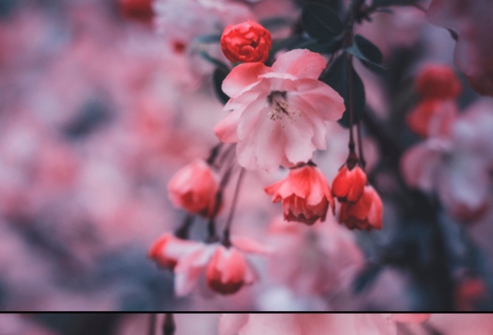 春天樱花浪漫手机拼图