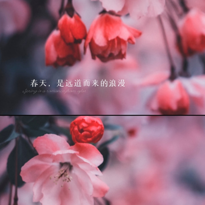 春天樱花浪漫手机拼图