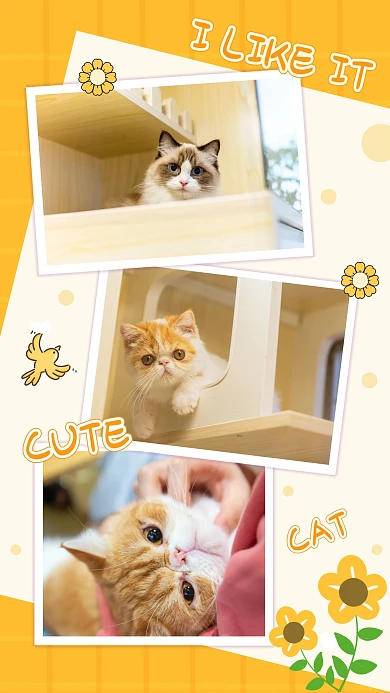 萌宠日记可爱宠物粉色小猫手机照片拼图