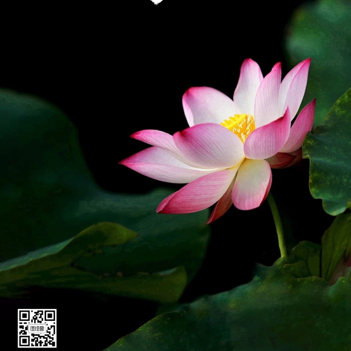 廉潔寄語荷花簡約風(fēng)宣傳手機(jī)海報