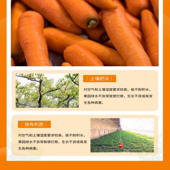 胡蘿卜清新簡(jiǎn)約橙色蔬菜食品詳情頁(yè)