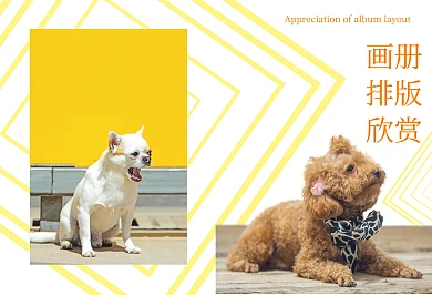 画册排版欣赏黄色动物