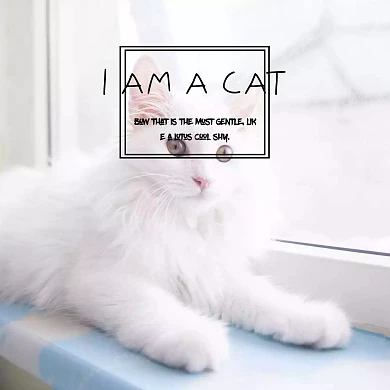 时尚帅气可爱猫咪戴眼镜公众号配图