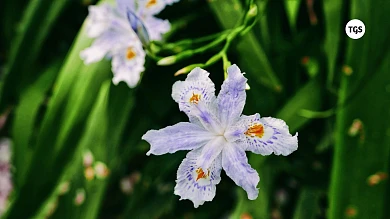 高清护眼电脑桌面壁纸