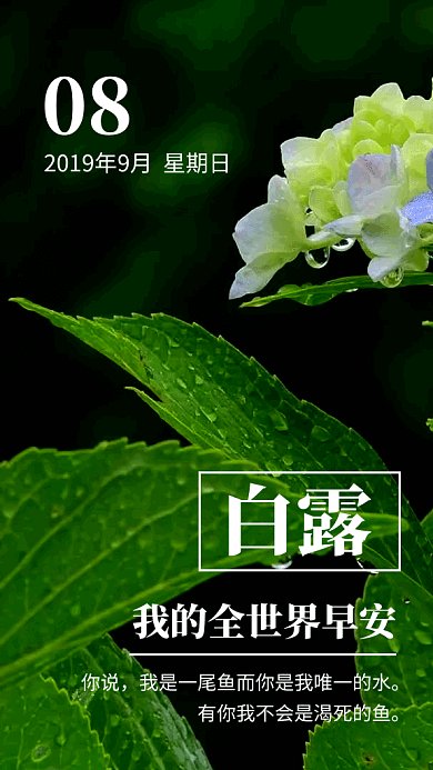 绿色文艺插画白露传统节气GIF海报