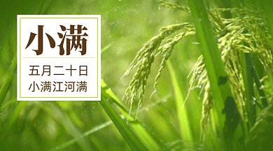 二十四节气之小满gif横图
