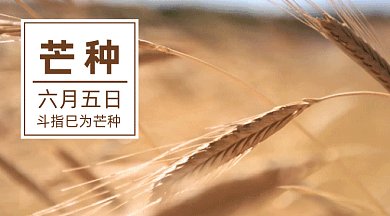 二十四节气之芒种gif横图