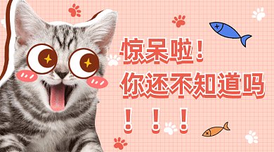 可爱猫咪趣味推荐gif横图