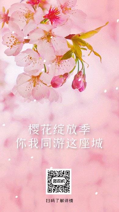 春季樱花开了粉色动态摄影图gif手机海报